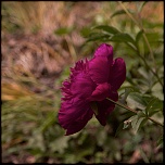 -courson-4.jpg