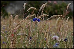 -courson-5.jpg