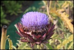 -img_2285.jpg