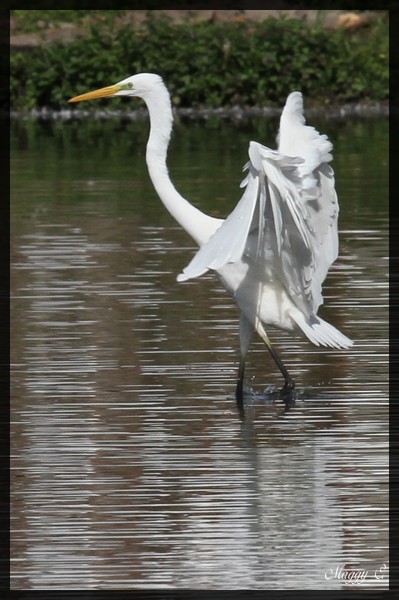 -la-grace-du-heron-blanc.jpg