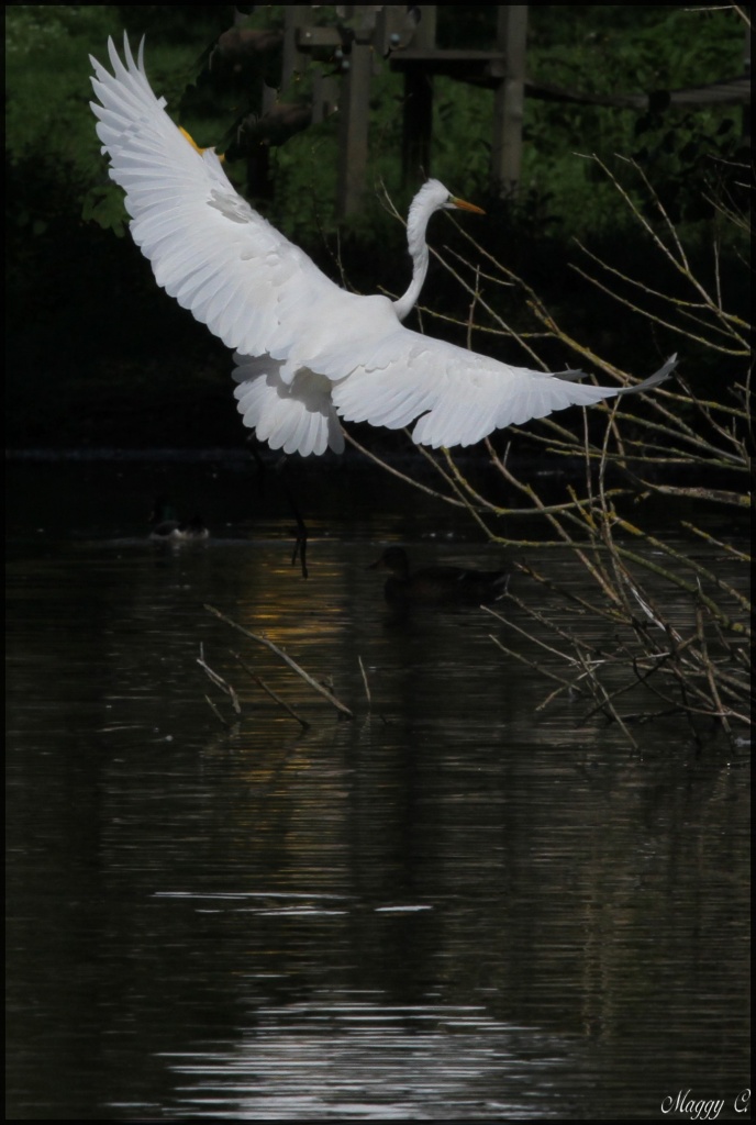 -le-vol-du-heron-blanc-au-dessus-du-lac.jpg