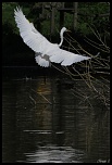 -le-vol-du-heron-blanc-au-dessus-du-lac.jpg