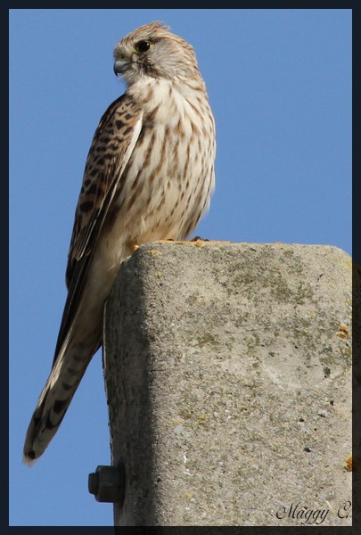 -le-rapace-poseur.jpg