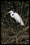 -le-heron-blanc-au-repos.jpg