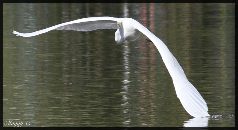 -un-vol-majectueux-du-heron-blanc.jpg