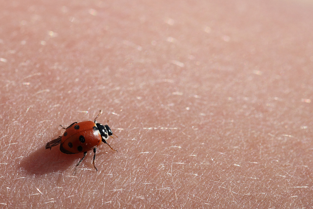 -img_3468-coccinelle-4-light.jpg