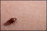 -img_3468-coccinelle-4-light.jpg