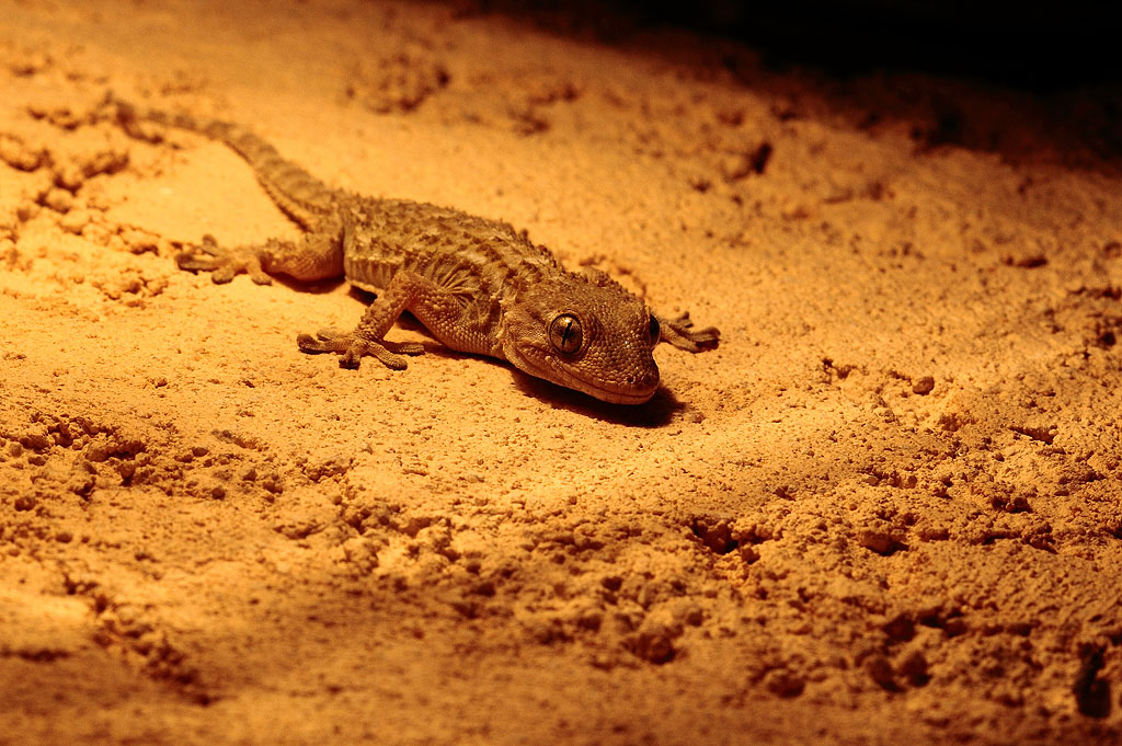 -img_3395-lezard-1-light.jpg