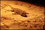 -img_3395-lezard-1-light.jpg