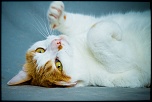 02092011 IMG 7979 (Copier)