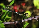 Moi aussi je l&#39;ai-img_5920bis.jpg
