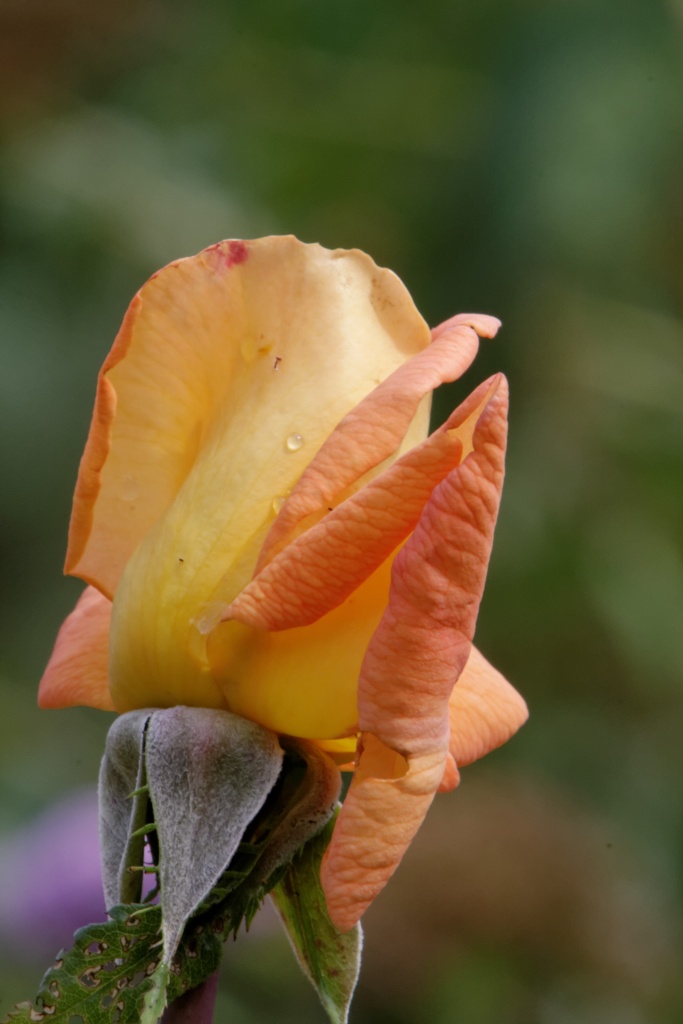 -img_1225_dxo.jpg