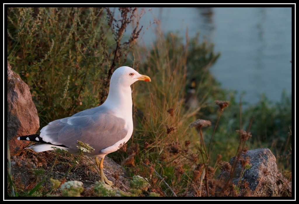 Mouette