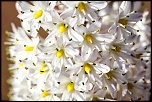 Salut-fleure2.jpg