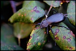 -insecte.jpg