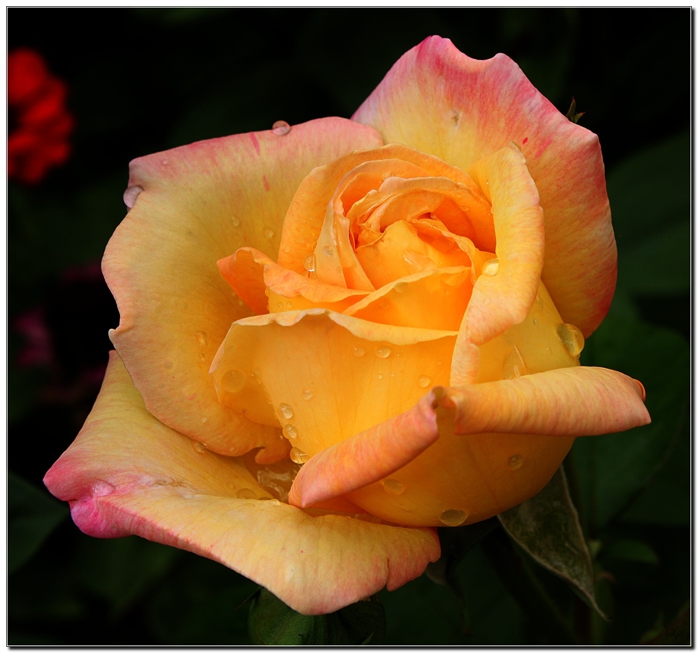 50 mm : Canon ou Sigma-rose_1.jpg