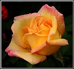 50 mm : Canon ou Sigma-rose_1.jpg