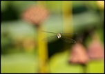Mon premier diffuseur-img_4860.jpg