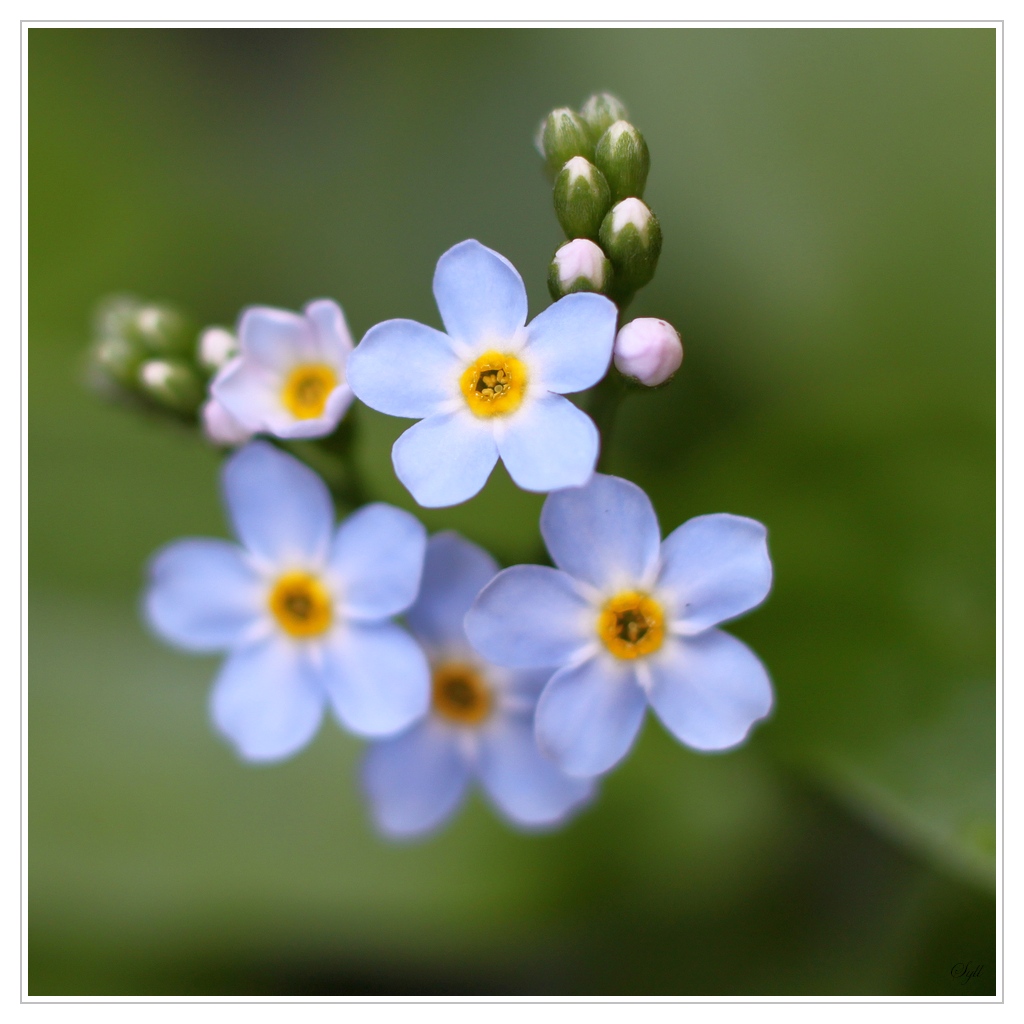 50 mm : Canon ou Sigma-fleur_aqua_1.jpg