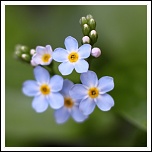 50 mm : Canon ou Sigma-fleur_aqua_1.jpg