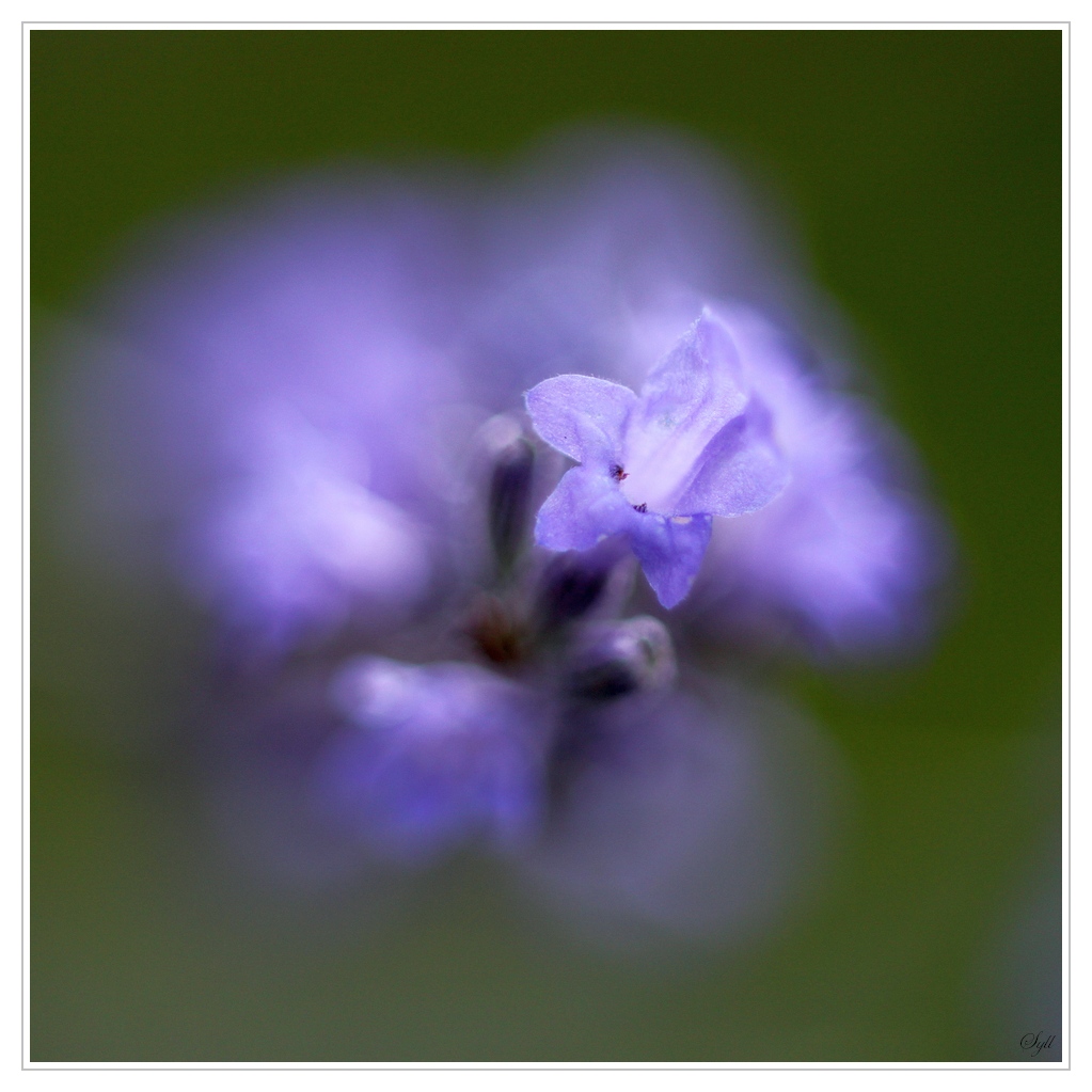 50 mm : Canon ou Sigma-lavande_4.jpg