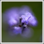 50 mm : Canon ou Sigma-lavande_4.jpg