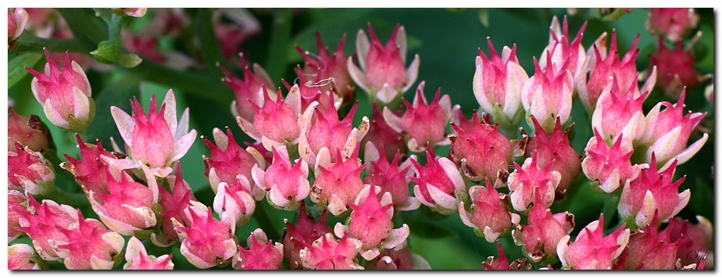 50 mm : Canon ou Sigma-fleur_3.jpg