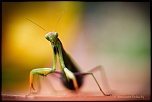 -_mg_160902011.jpg