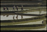 -riziere-inondee-8.jpg