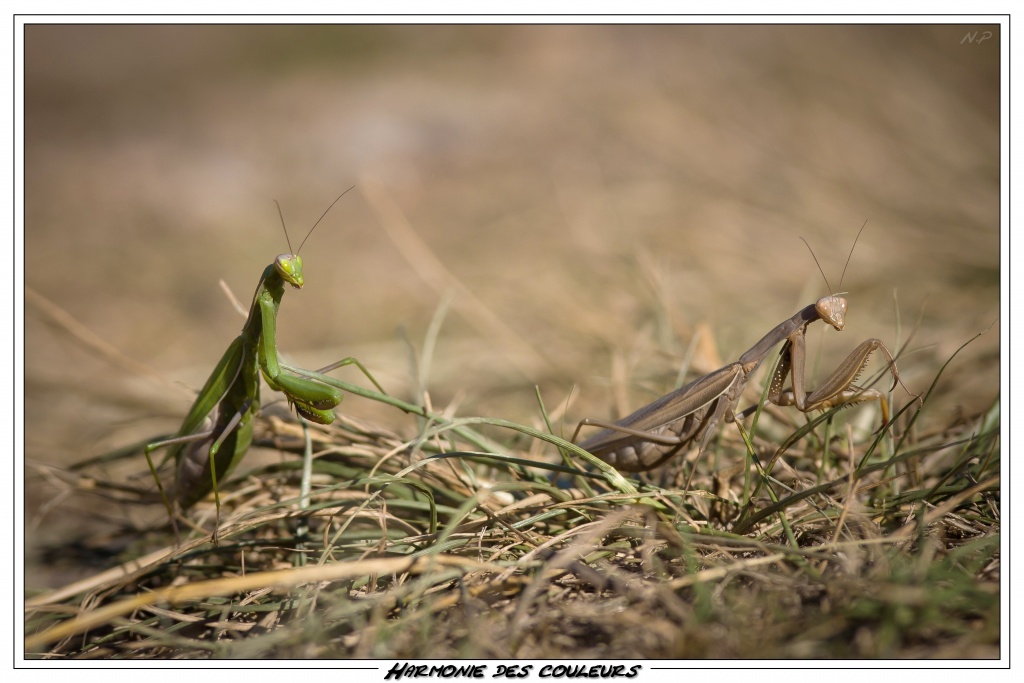 Cherche Objectif pour 300d-_mg_7964.jpg