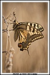 Cherche Objectif pour 300d-_mg_8106.jpg