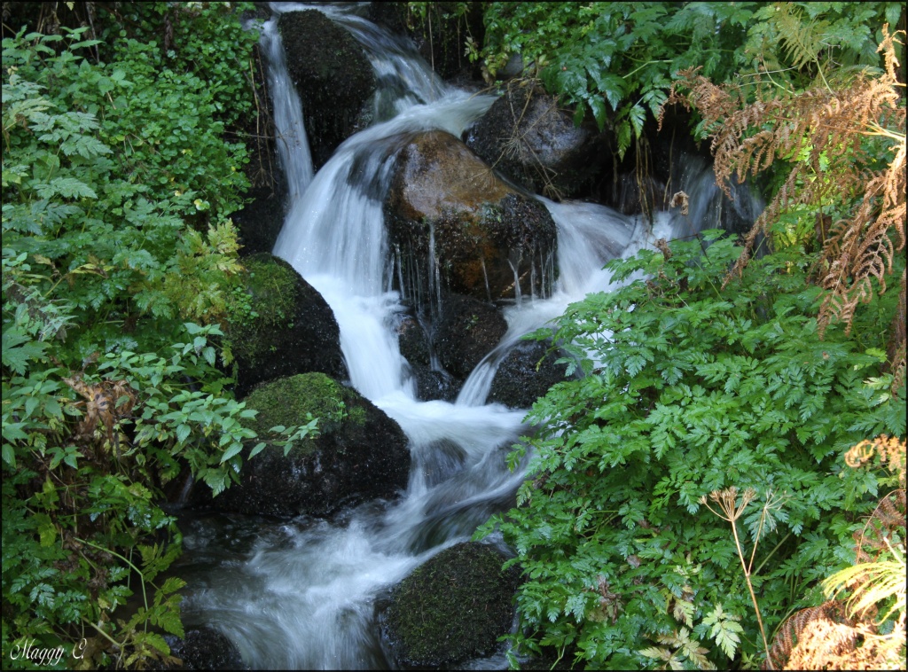 -une-mini-cascade-dans-le-bois_9007.jpg