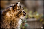 -img_0228.jpg