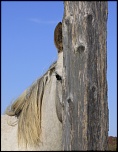 Cheval en cachette...