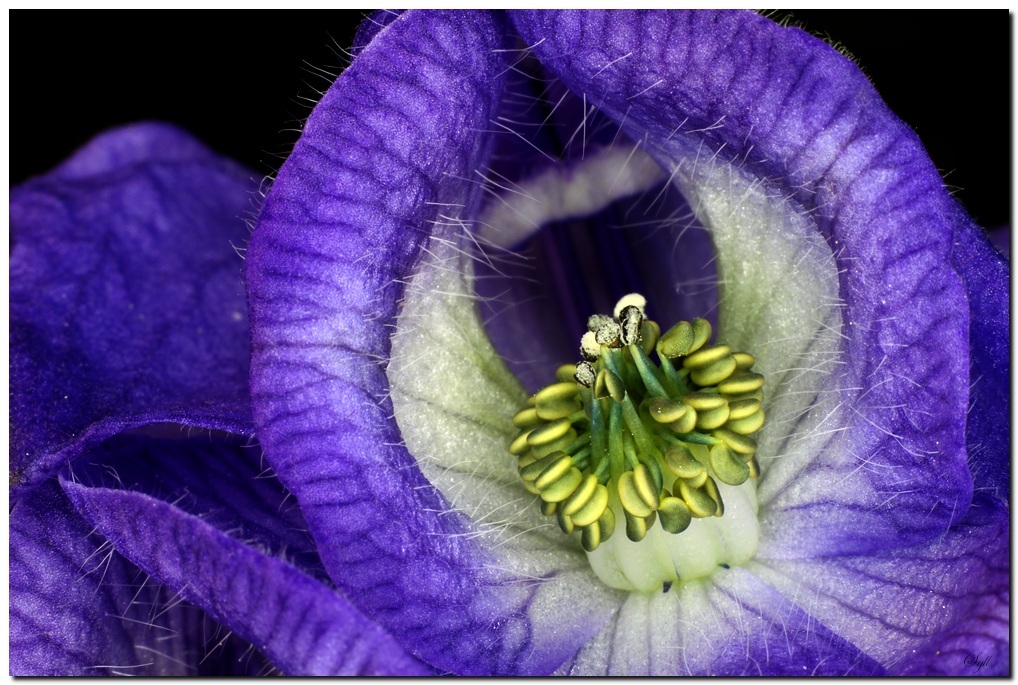 50 mm : Canon ou Sigma-fleur_15.jpg
