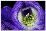 50 mm : Canon ou Sigma-fleur_15.jpg