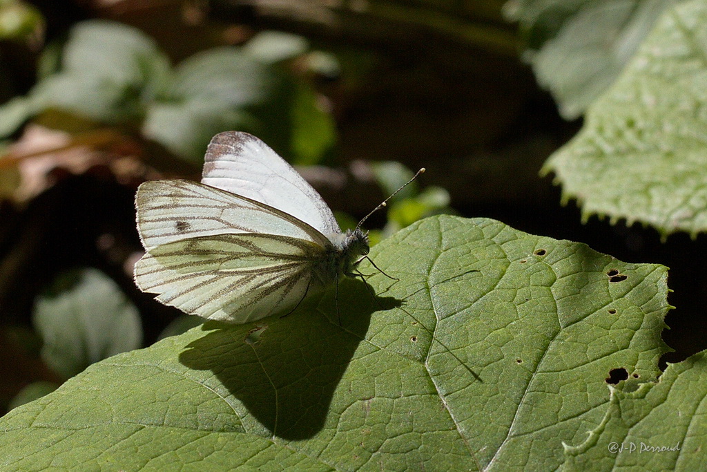 papillons 0043