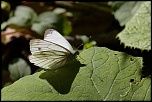 papillons 0043