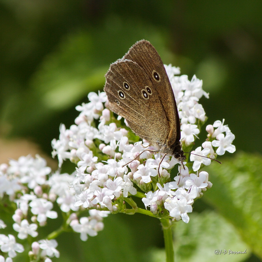 papillons 0044