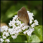papillons 0044