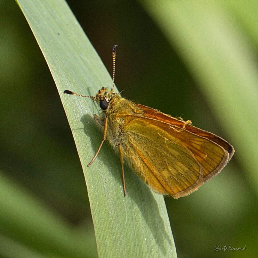 papillons 0045