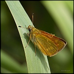 papillons 0045
