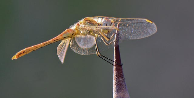 -img_5484.jpg