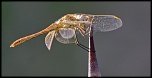 -img_5484.jpg