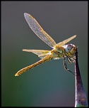 -img_5486.jpg