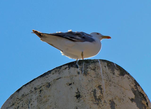 -img_5535.jpg