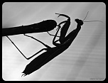 -img_7600.jpg