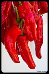 -img_7633.jpg