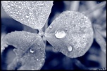 -img_0092.jpg