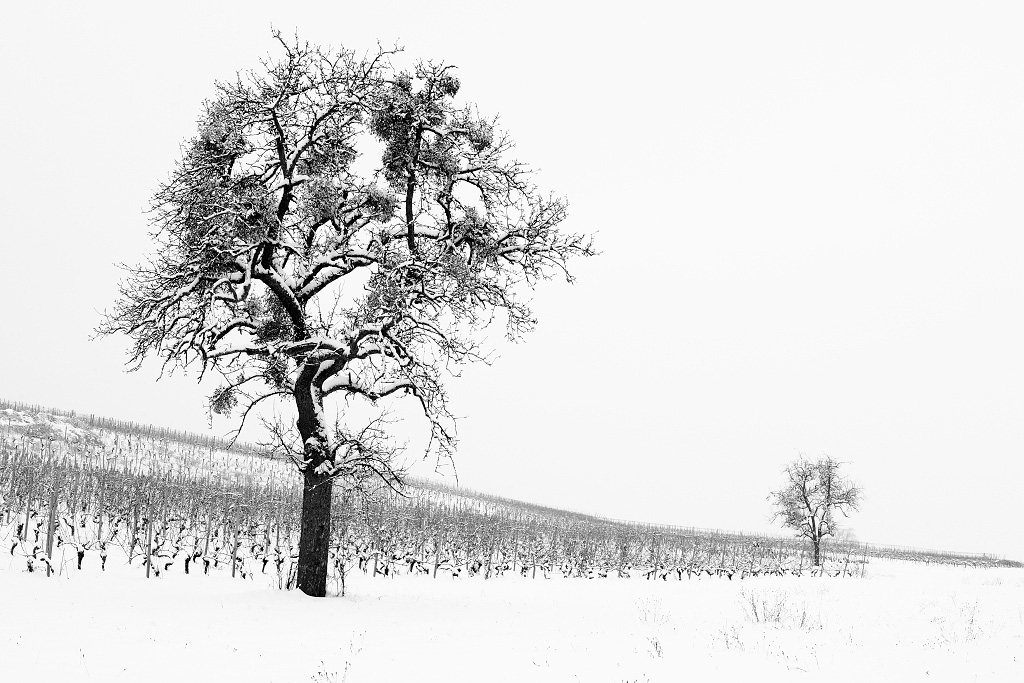 Logiciel DXO-118_13-01-2010.jpg
